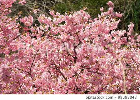 Kawazu Sakura Kawazuzakura 99388848