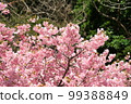 河津櫻Kawazuzakura 河津櫻Kawazuzakura 99388849