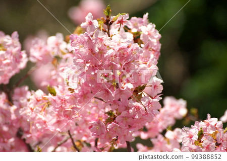 Kawazu Sakura Kawazuzakura 99388852