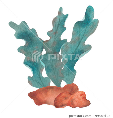 Set of algae, underwater plants in turquoise, hand-drawn watercolor illustration. 99389198