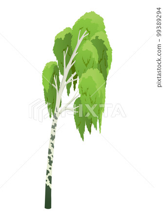 Isolated birch with green foliage on white background. Vector illustration in flat cartoon style 99389294