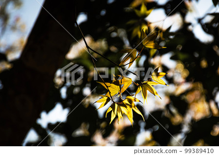 Closeup of maple leaves that change color Closeup of maple leaves that change color 99389410