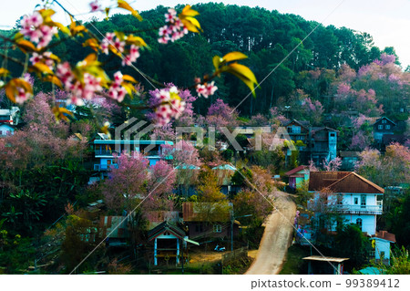 landscape of Beautiful Wild Himalayan Cherry Blooming pink Prunus cerasoides flowers at Phu Lom Lo Loei and Phitsanulok of Thailand 99389412