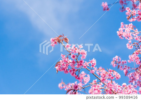 landscape of Beautiful Wild Himalayan Cherry Blooming pink Prunus cerasoides flowers at Phu Lom Lo Loei and Phitsanulok of Thailand 99389416