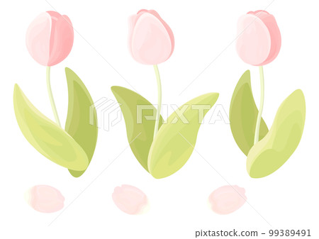 粉紅色的鬱金香和花瓣 粉紅色的鬱金香和花瓣 99389491
