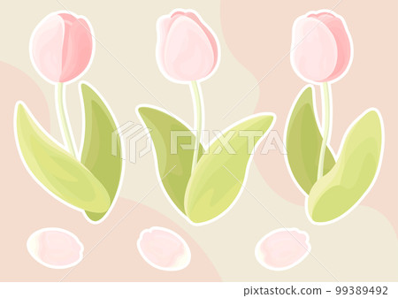 粉色鬱金香和花瓣白色邊框 99389492