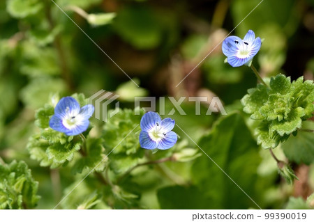 Flower of Ouninnu-noguri 99390019