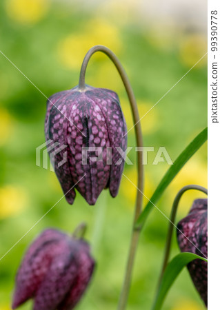 Fritillaria bucharica blossoms in the garden in spring Fritillaria bucharica blossoms in the garden in spring 99390778