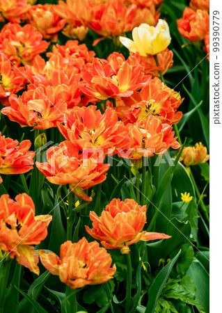 orange terry tulips bloom in the garden orange terry tulips bloom in the garden 99390779