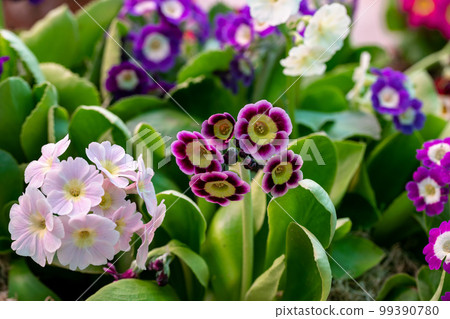 Spring flowers. Blooming red primrose or primula piano fire flowers in a garden Spring flowers. Blooming red primrose or primula piano fire flowers in a garden 99390780
