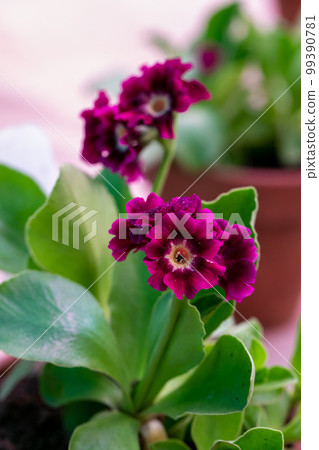 Spring flowers. Blooming red primrose or primula piano fire flowers in a garden Spring flowers. Blooming red primrose or primula piano fire flowers in a garden 99390781