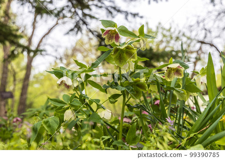 Helleborus orientalis Ballard hybrids Yellow Spotted flower Helleborus orientalis Ballard hybrids Yellow Spotted flower 99390785