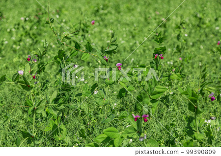 pea plants during flowering with white petals, an agricultural field where green peas grow pea plants during flowering with white petals, an agricultural field where green peas grow 99390809