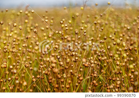 golden field of flax during harvest golden field of flax during harvest 99390870