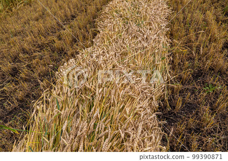 Separate harvesting of wheat by mowing headers into swaths at a low cut Separate harvesting of wheat by mowing headers into swaths at a low cut 99390871