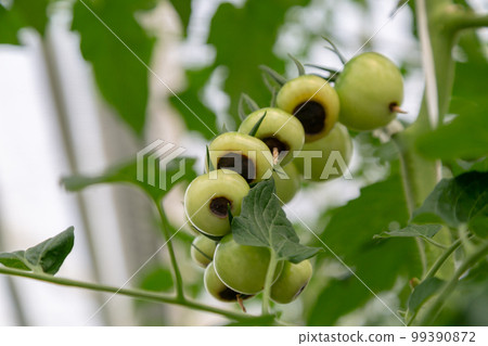 Still green, unripe, young tomato fruits affected by blossom end rot Still green, unripe, young tomato fruits affected by blossom end rot 99390872