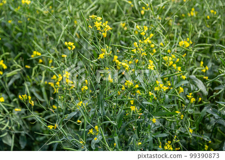 Rapeseed seed pods, close up Stems of rapeseed, Green Rapeseed field Rapeseed seed pods, close up Stems of rapeseed, Green Rapeseed field 99390873