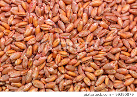 Wheat seeds, cereal seeds with red seed dressing or seed treatment 99390879