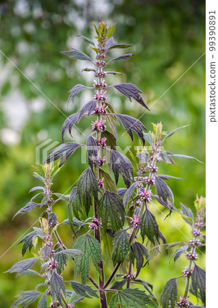 Close up of emerging motherwort herb flowers Close up of emerging motherwort herb flowers 99390891