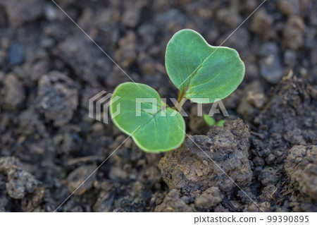 radish on the bed - growth stage - sprouting 99390895