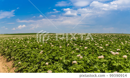 Blossoming of potato fields, potatoes plants with white flowers growing on farmers fiels Blossoming of potato fields, potatoes plants with white flowers growing on farmers fiels 99390914