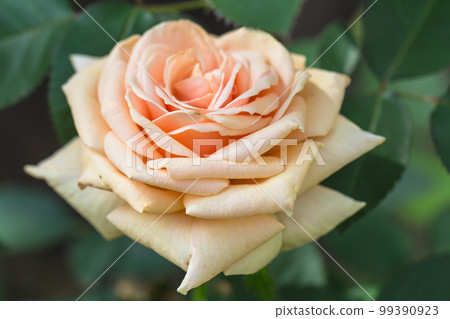 large peach-colored rose on the background of its leaves 99390923