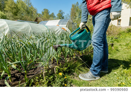 watering garlic from a watering can, crop care in the garden. 99390980