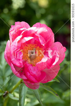 Paeonia Coral Fay plant growing in the garden. Paeonia officinalis Paeonia Coral Fay plant growing in the garden. Paeonia officinalis 99391015