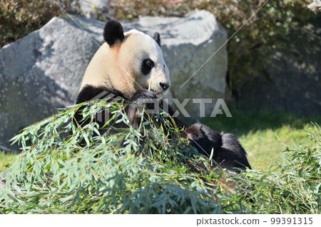 Yuihin eating bamboo deliciously 99391315