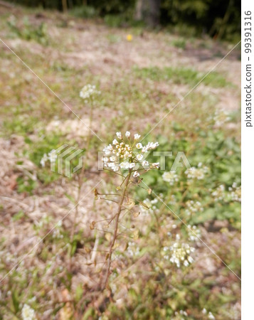 Spring flower / One of the seven spring herbs "Nazuna (Penpengusa)" 99391316