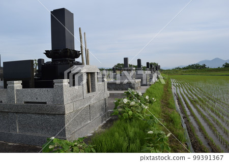 Cemetery in paddy field 99391367