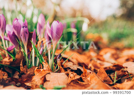 Closeup view of the spring flowers in the park Closeup view of the spring flowers in the park 99391700