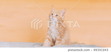 Cat Copy Space Background In Calming Coral Color Colour. Young Red Maine Coon Kitten Cat Sitting On Sofa. Coon Cat, Maine Cat, Maine Shag. Amazing Pets Pet. Portrait On Backdrop In Yellow Light Orange 99391843