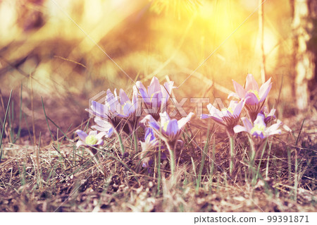 Beautiful First Spring Flowers In Soft Sunlight Sunbeam Flare. Spring Concept. Soft Violet Colors Of Flowers 99391871