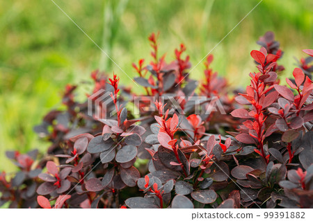 Leaves On Bush Of Berberis Thunbergii In Soft Sunlight Flare. The Japanese Barberry, Thunberg's Barberry Or Red Barberry. Flowering Plant In Barberry Family, Berberidaceae 99391882