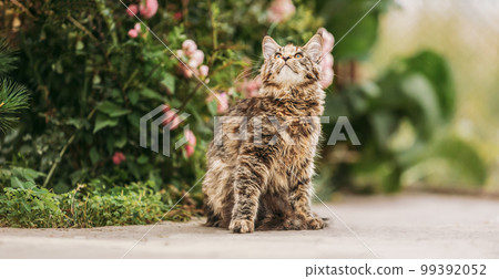 Playful Funny Curious Cute Maine Coon Cat With Red Cream Tabby Fur Color Looking Up On Flower Background. Coon Cat, Maine Cat, Maine Shag. Pets On Walk. Amazing Pets Pet 99392052