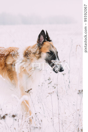 Russian Wolfhound Hunting Sighthound Russkaya Psovaya Borzaya Dog During Hare-hunting At Winter Day In Snowy Field 99392067