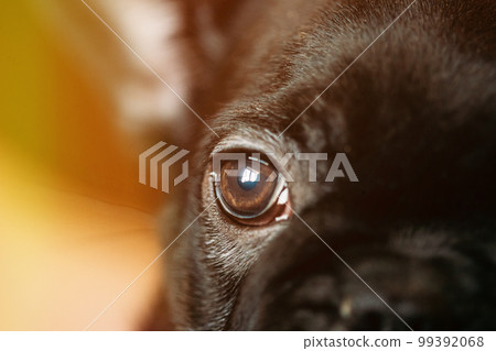 Close Up Eye Of Young Black French Bulldog Dog Puppy In Soft Sunlight. Black Dog. Funny Puppy Dog 99392068
