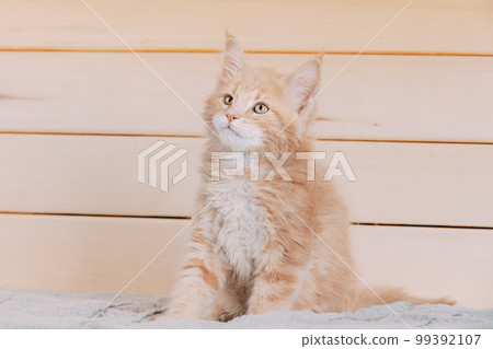Funny Curious 10 Week Old Young Red Ginger Maine Coon Kitten Cat Sitting At Home Sofa. Coon Cat, Maine Cat, Maine Shag. Amazing Pets Pet 99392107