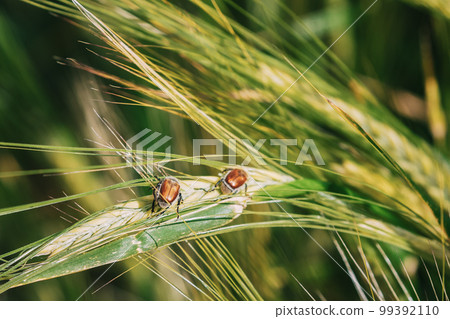 Insects Pest Of Agricultural Crops Grain Beetles On Wheat Ear On Background Of Wheat Field. Bread Beetle, Or Kuzka Anisoplia Austriaca Is Beetle Of Lamellar Family, Dangerous Pest Of Cereals Insects Pest Of Agricultural Crops Grain Beetles On Wheat Ear On Background Of Wheat Field. Bread Beetle, Or Kuzka Anisoplia Austriaca Is Beetle Of Lamellar Family, Dangerous Pest Of Cereals 99392110