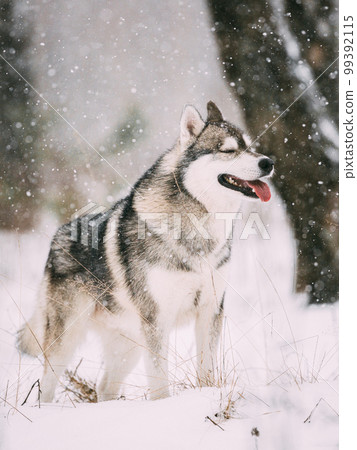 Siberian Husky Dog Walking Outdoor In Snowy Field At Winter Day 99392115