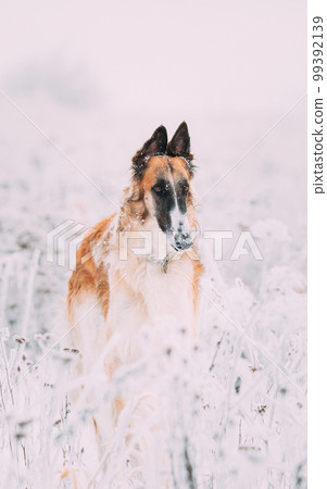 Russian Wolfhound Hunting Sighthound Russkaya Psovaya Borzaya Dog During Hare-hunting At Winter Day In Snowy Field Russian Wolfhound Hunting Sighthound Russkaya Psovaya Borzaya Dog During Hare-hunting At Winter Day In Snowy Field 99392139