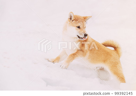 Shiba Inu Playfully Through Snowdrifts. Curious Young Japanese Small Size Shiba Inu Dog Play Outdoor In Snow, Snowdrift At Sunny Winter Day. Copy Space, Copyspace Shiba Inu Playfully Through Snowdrifts. Curious Young Japanese Small Size Shiba Inu Dog Play Outdoor In Snow, Snowdrift At Sunny Winter Day. Copy Space, Copyspace 99392145