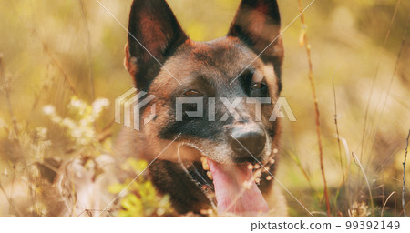 Hand-held Shooting, Hand-held Shot. Close Up Portrait Malinois D Hand-held Shooting, Hand-held Shot. Close Up Portrait Malinois D 99392149
