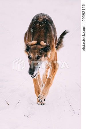 Hunting Sighthound Hortaya Borzaya Dog During Hare-hunting At Winter Day In Snowy Field 99392166