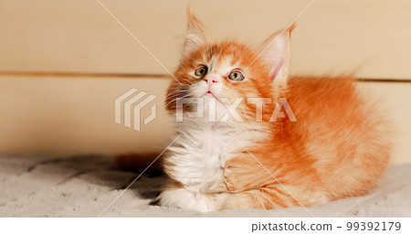 Funny Curious Young Red And White Maine Coon Kitten Cat Resting At Home. Maine Shag at Home. Amazing Pets Pet 99392179