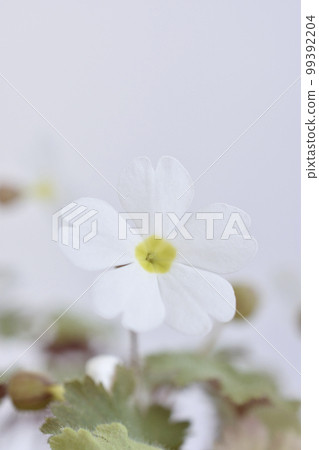 Primula Sinensis 99392204