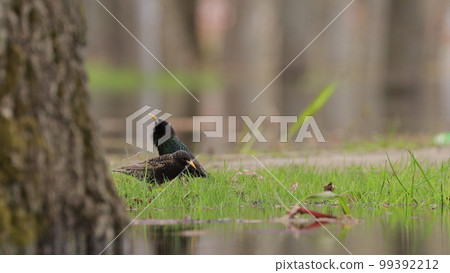 The male starling performs a courtship ritual in front of the female. Wild Forest Bird Common Starling looking for worms in grass In Spring day. Wildlife. birds are feeding 99392212