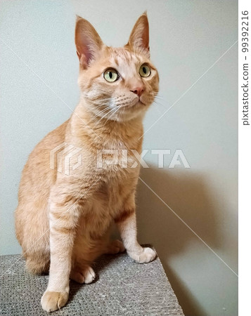 Brown tea cat looking up 99392216