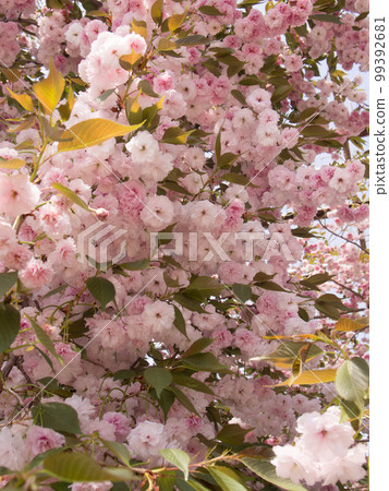 rare cherry trees 99392681